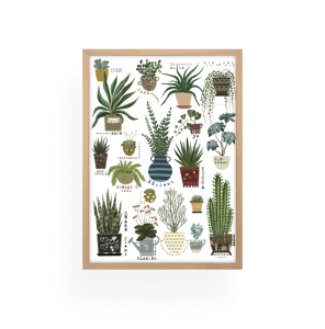 Cacti and succulents